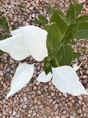 Coelospermum decipiens