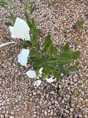 Coelospermum decipiens