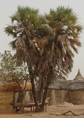 doum palm