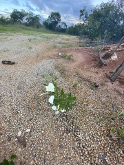 Coelospermum decipiens