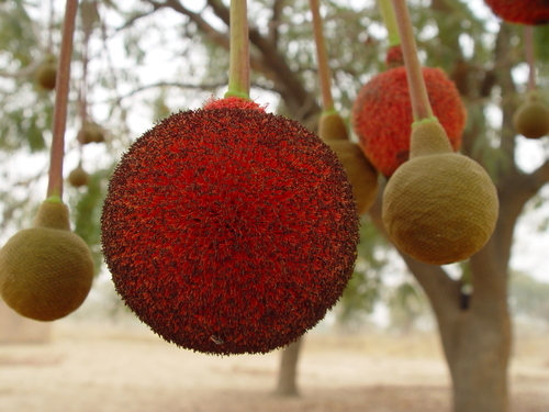 African locust bean
