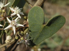 Cynanchum acutum acutum