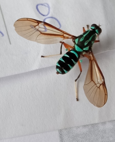 Raphiocera armata