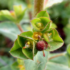 Euphorbia hirsuta