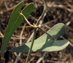 Cynanchum acutum acutum