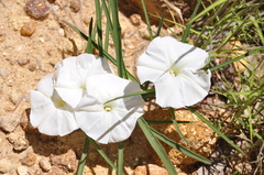 Ipomoea desmophylla