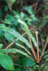 Elaphoglossum setigerum