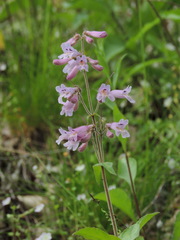 Penstemon canescens