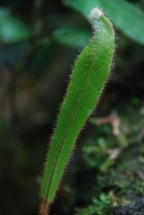 Elaphoglossum setigerum