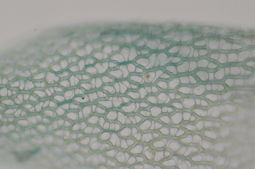 Image of Rigid Bog-Moss (Sphagnum teres) by no rights reserved