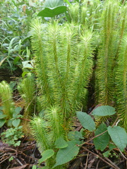 Phlegmariurus hippurideus