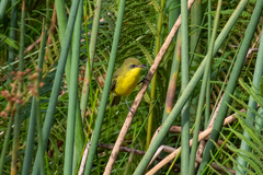 Pseudocolopteryx acutipennis