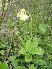 Primula sikkimensis