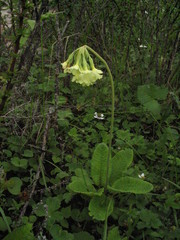 Primula sikkimensis