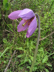 Meconopsis simplicifolia