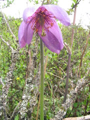 Meconopsis simplicifolia