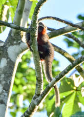 Plecturocebus discolor