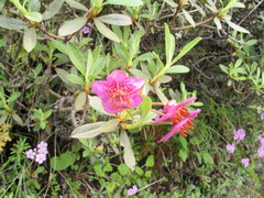 Rhododendron lepidotum