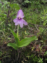 Roscoea alpina