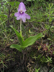 Roscoea alpina