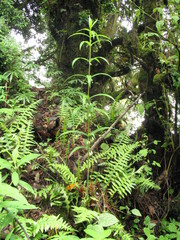 Polygonatum cirrhifolium