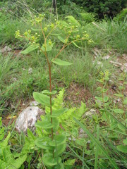 Rhodiola bupleuroides