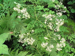 Thalictrum foliolosum
