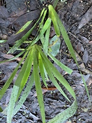 Iris foetidissima