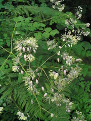 Thalictrum foliolosum