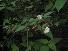 Jasminum officinale