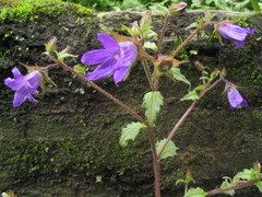 Campanula pallida