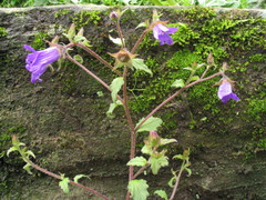 Campanula pallida