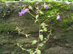 Campanula pallida