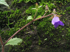 Campanula pallida