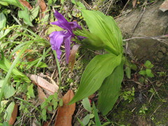 Roscoea capitata