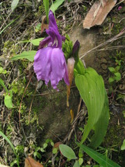 Roscoea capitata