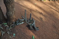 Stapelianthus decaryi