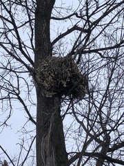 Sciurus carolinensis