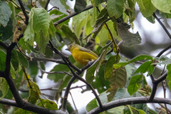 Euphonia mesochrysa