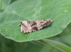 Syricoris