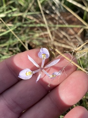 Moraea elliotii