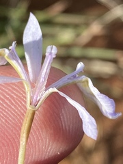 Moraea elliotii