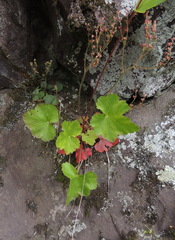 Heuchera alba