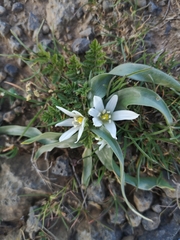Ornithogalum lanceolatum