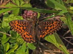 Boloria titania