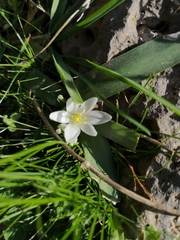 Ornithogalum lanceolatum