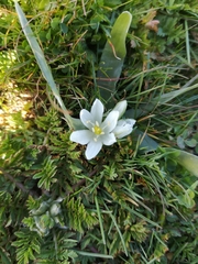 Ornithogalum lanceolatum