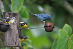Euneornis campestris