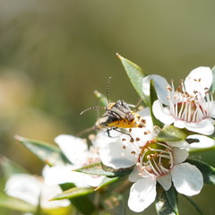 Chauliognathus sydneyanus