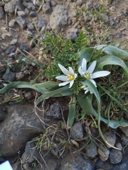 Ornithogalum lanceolatum